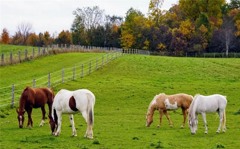 Photo of four horses in green grass pasture.