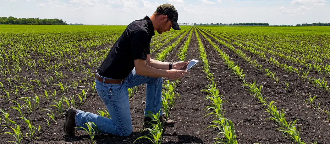 Phone of male student bending down to check emerging corn plants in field.