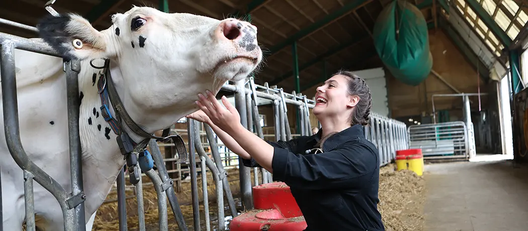 Photo of female touching dairy cow in barn.