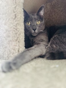 Kermit (Bonded Pair with Pawsie)