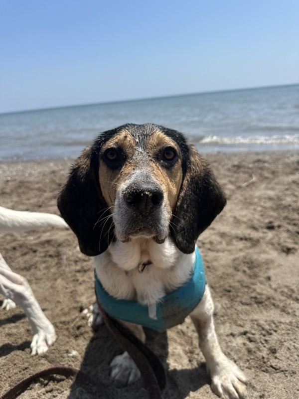 Wilson